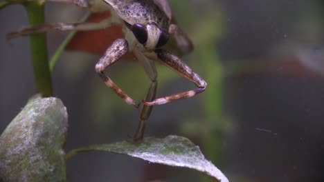 un insecto de agua gigante vive en un estanque 1