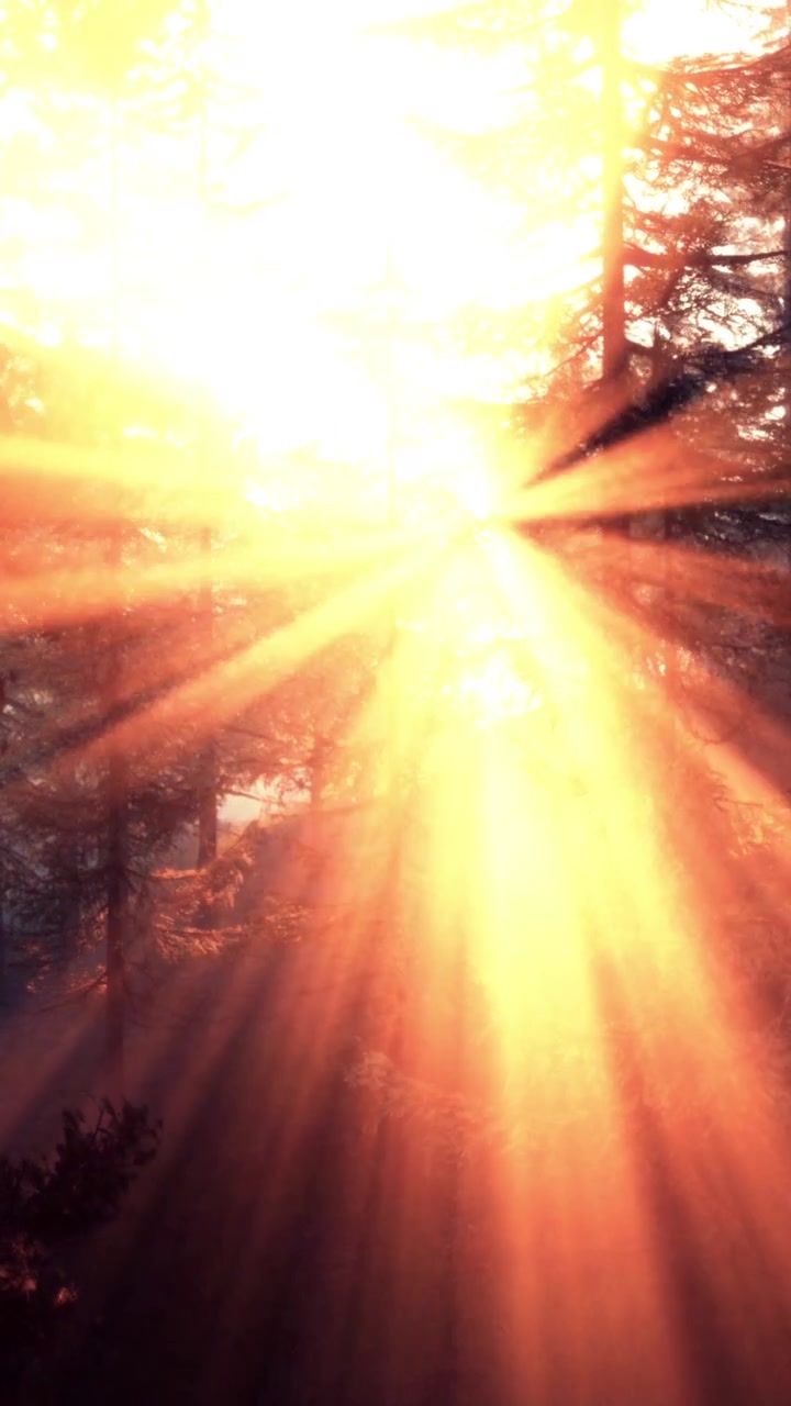 Bright light shines through trees in a forest during sunset