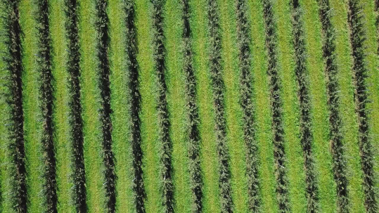 apple trees planted in rows are growing on a green background of the field in summer to harvest for manufacturing of juice. Aerial view. Camera motion up