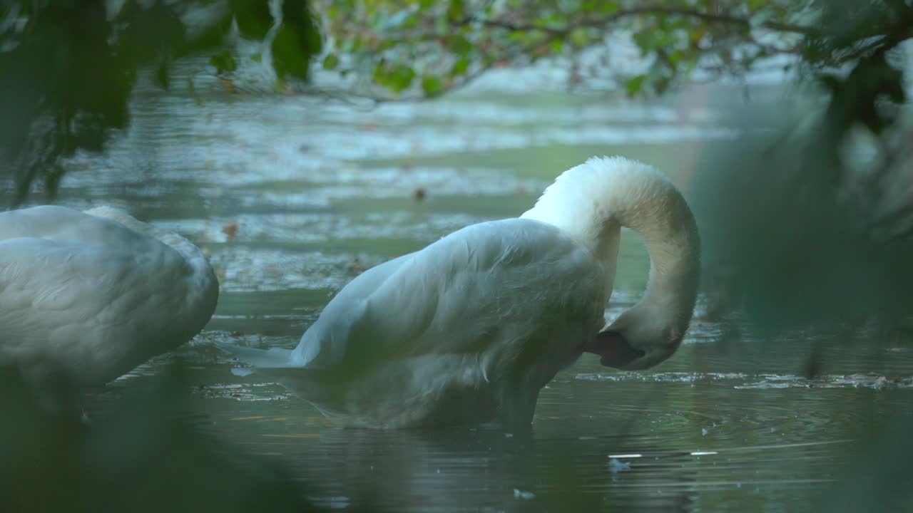 Mute swans cleaning their feathers inside lake, Closeup