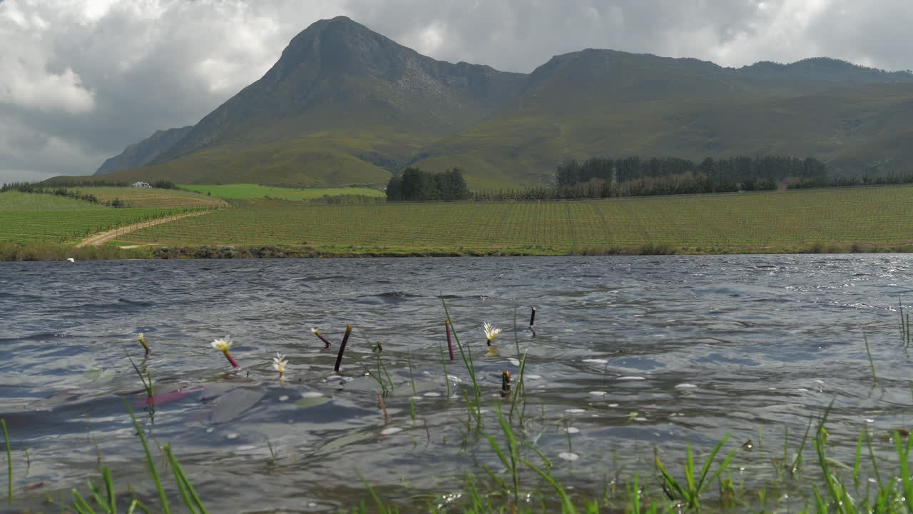 Low angle view over dam surface with vineyards adjacent to mountain in background, windy conditions