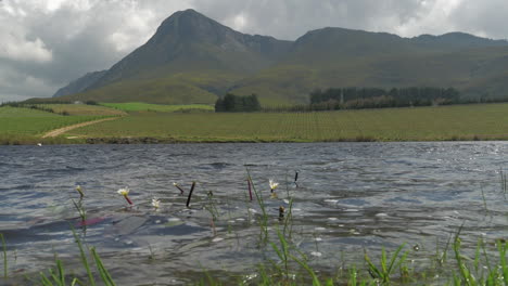 Low-angle-view-over-dam-surface-with-vineyards-adjacent-to-mountain-in-background,-windy-conditions