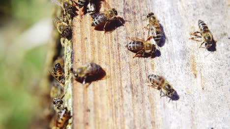 Close-up-of-honey-bee-box-covered-with-bees