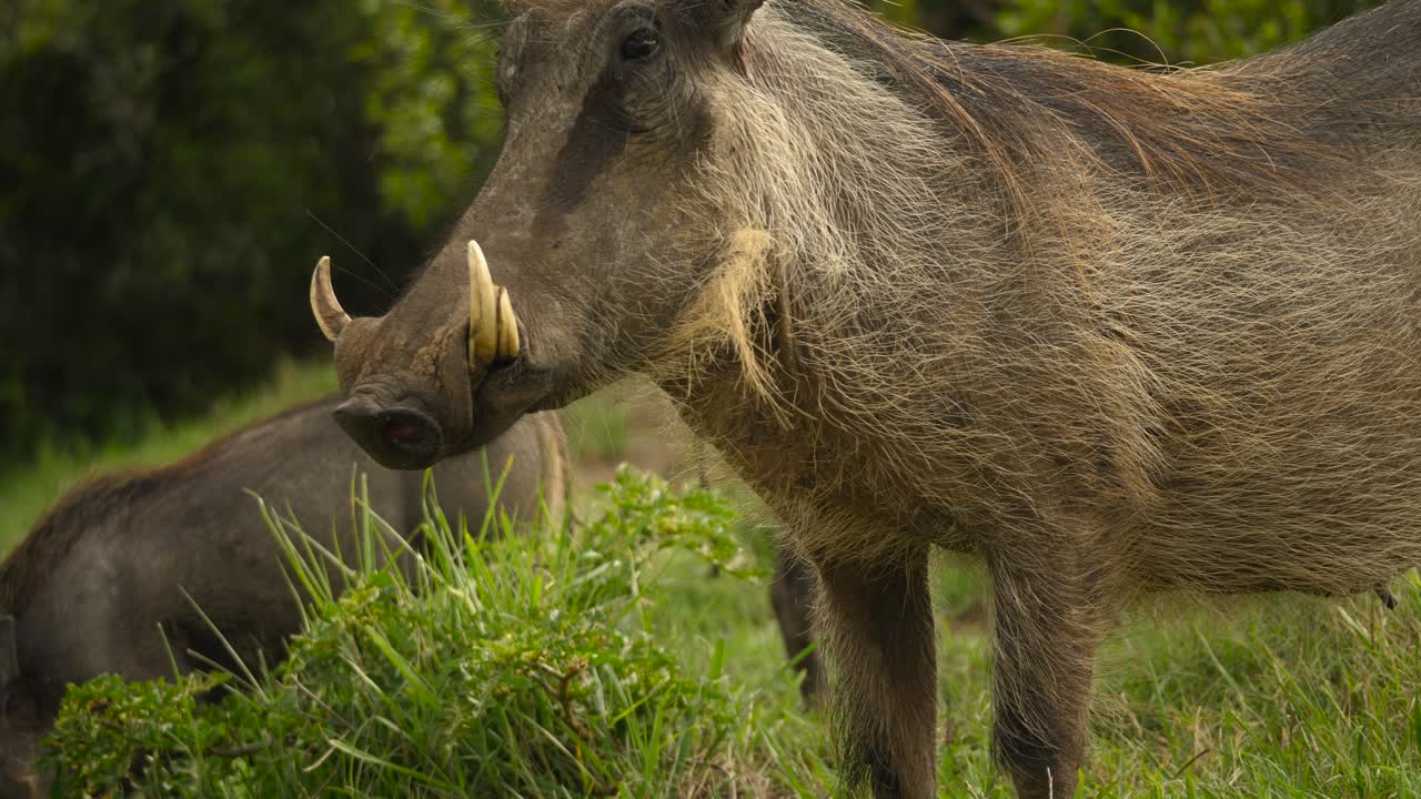 cerca de jabalí con colmillos comiendo hierba en las llanuras de sudáfrica