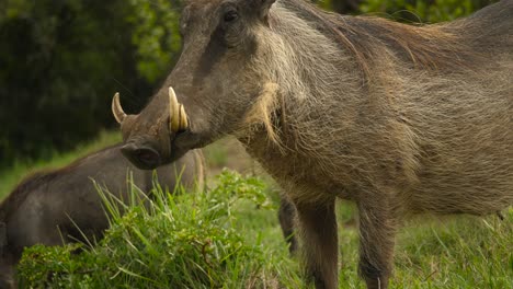 Nahaufnahme-Eines-Warzenschweins-Mit-Stoßzähnen,-Das-Gras-Auf-Den-Ebenen-Südafrikas-Frisst