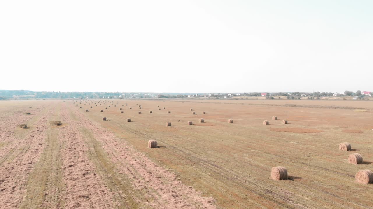 Haystack in field. Golden yellow bale of hay on harvested field. Hay wrapped in haystack lies all over the field. Agriculture and agribusiness concept