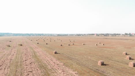 haystack in field. golden yellow bale of hay on harvested field. hay wrapped in haystack lies all over the field. agriculture and agribusiness concept