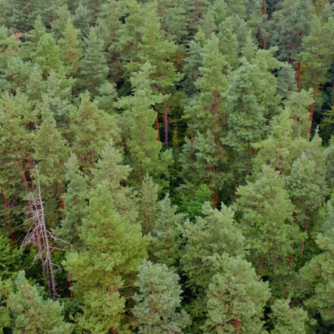 beautiful pine trees. green nature background. summer scenery of the wood. aerial view. motion to the left.