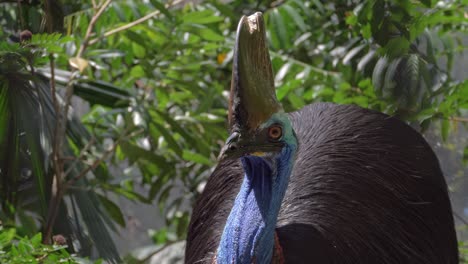 Cassowary-Bird-In-Queensland,-Australia---close-up