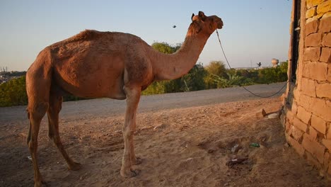 Indian-camel-tied-to-the-front-gate-of-an-abandoned-house-alone-in-the-middle-of-nowhere.