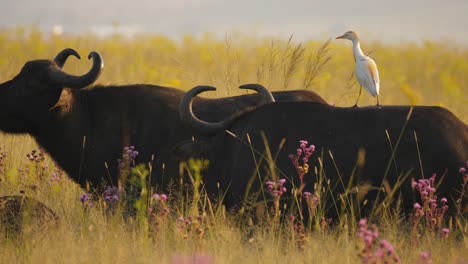 close up of cattle egret maintaining balance, flapping wings on back of cape buffalo as it walks around the herd in grassy field, slow motion