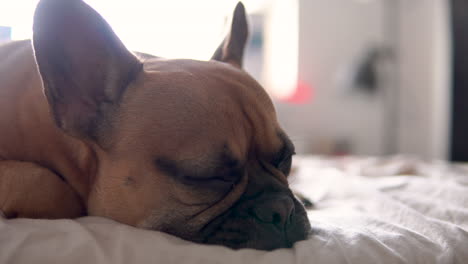 close up shot of sleepy french bull dog lying on bed and resting, distracted by camera film