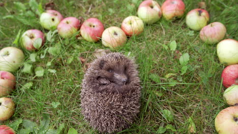 baby hedgehog with sharp needles sleeps with opened eyes in nature. spiky little hedgehog curled up in a ball on green grass among apples and sleep.