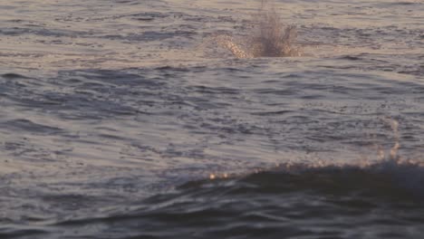 Zeitlupentauchgang-Eines-Peruanischen-Pelikans-Mit-Einem-Spritzer-Ins-Meer-Und-Dann-Mit-Flattern-Und-Hüpfen-Abheben,-Abendlicher-Rosa-Himmel