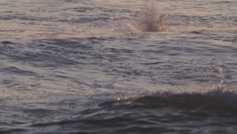 inmersión en cámara lenta de un pelícano peruano en el mar con un chapoteo y luego despegar con aleteos y saltos, cielo rosa vespertino