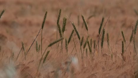 wheat grass blowing softly in the wind