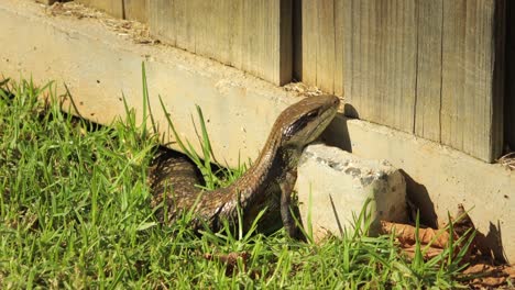 lagarto de lengua azul descansando en la valla de piedra y parpadeando en el jardín