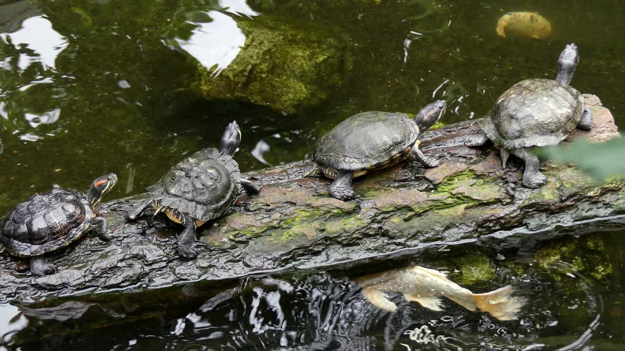 Group of turtles resting on log