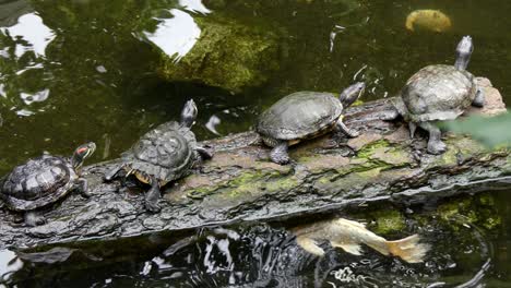 group of turtles resting on log