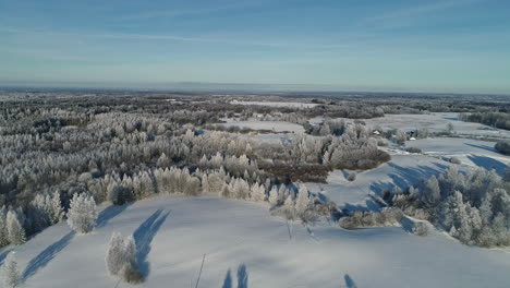 Una-Toma-Aérea-De-Un-Bosque-De-Pinos-Escondido-Bajo-Una-Capa-De-Nieve