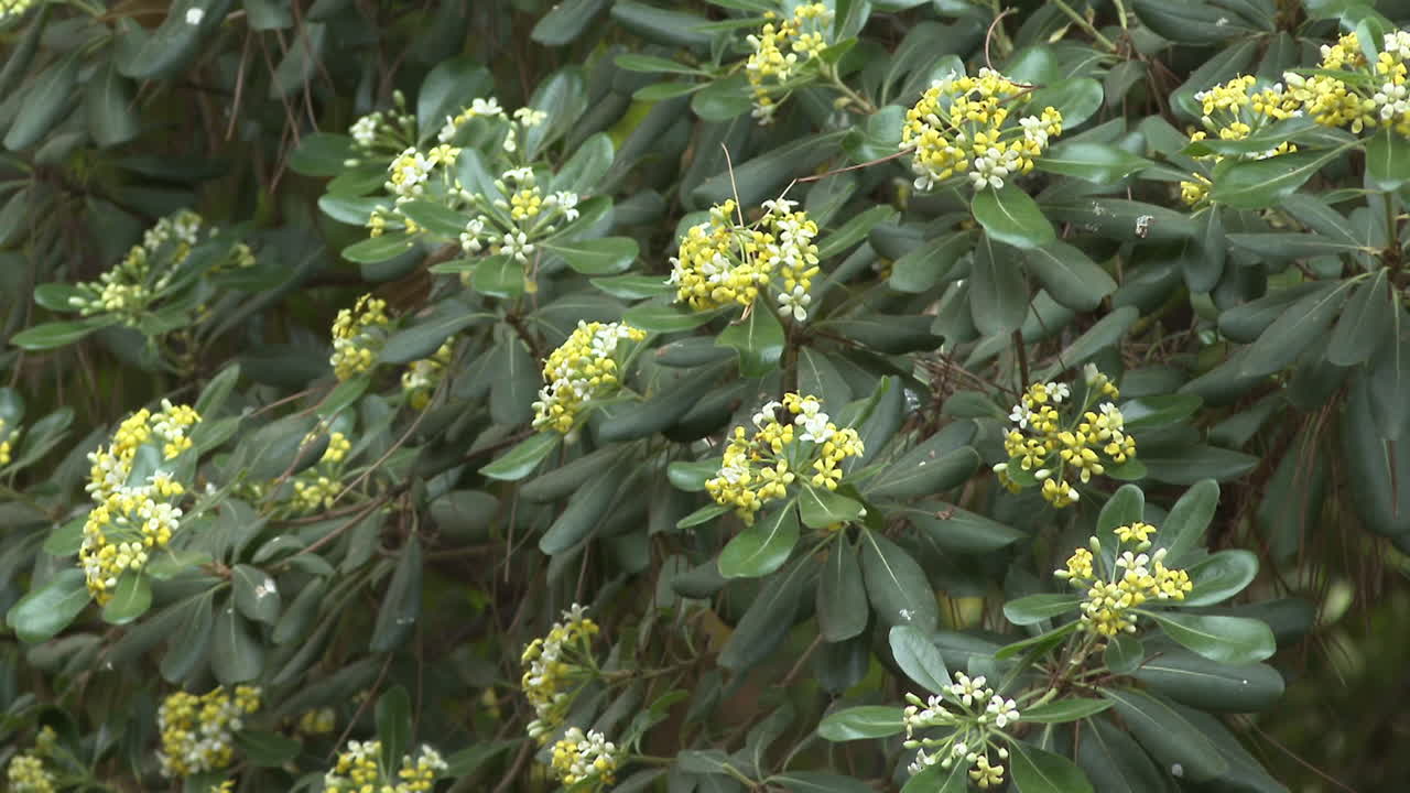 Close-up view of a flowering bush with small yellow and white flowers