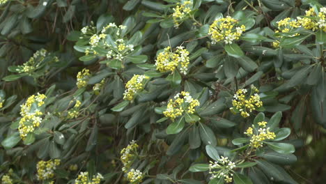 close-up view of a flowering bush with small yellow and white flowers
