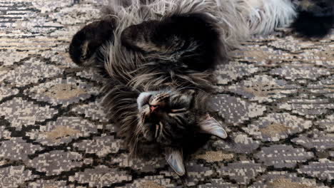 relaxed and happy maine coon in jelgava, latvia