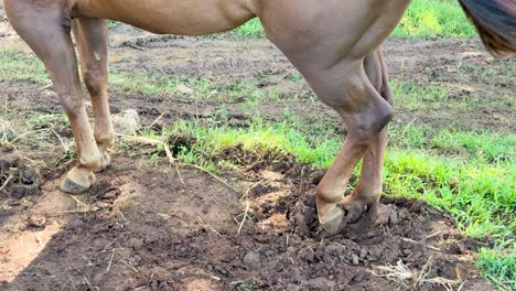 a horse stands on a farm, shifting its hind legs and waving its tail in natural daylight. camera remains steady, capturing close-up movement