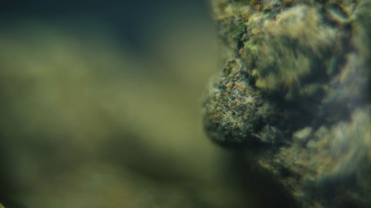 macro rotativo video suave de una planta de cannabis, cepas híbridas, sativa, flor de marihuana, cámara lenta 120 fps, iluminación de estudio, profundidad de campo de ensueño