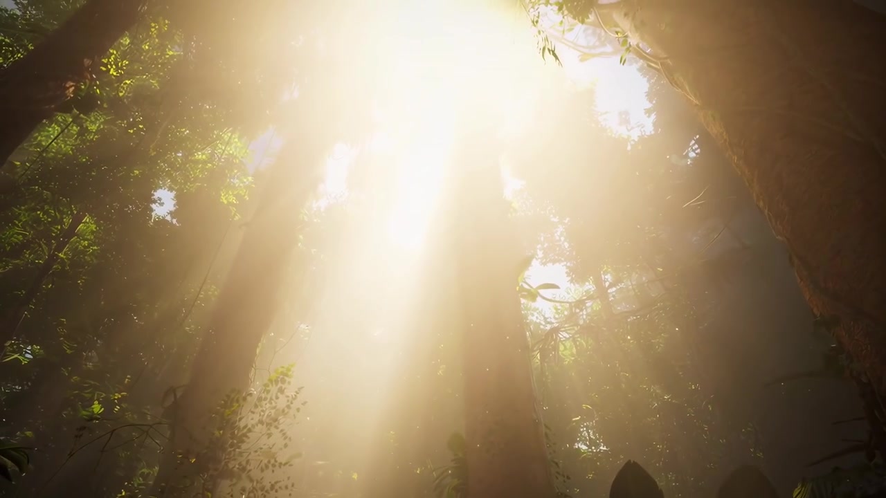 Sonnenlicht strömt durch das üppige Regenwalddach