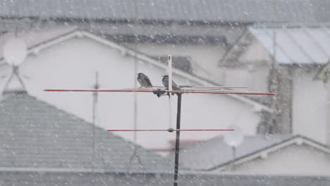 Un-Par-De-Pájaros-Tordos-Oscuros-Que-Se-Posan-En-La-Antena-Yagi-Durante-Las-Fuertes-Nevadas---Tiro-Estático