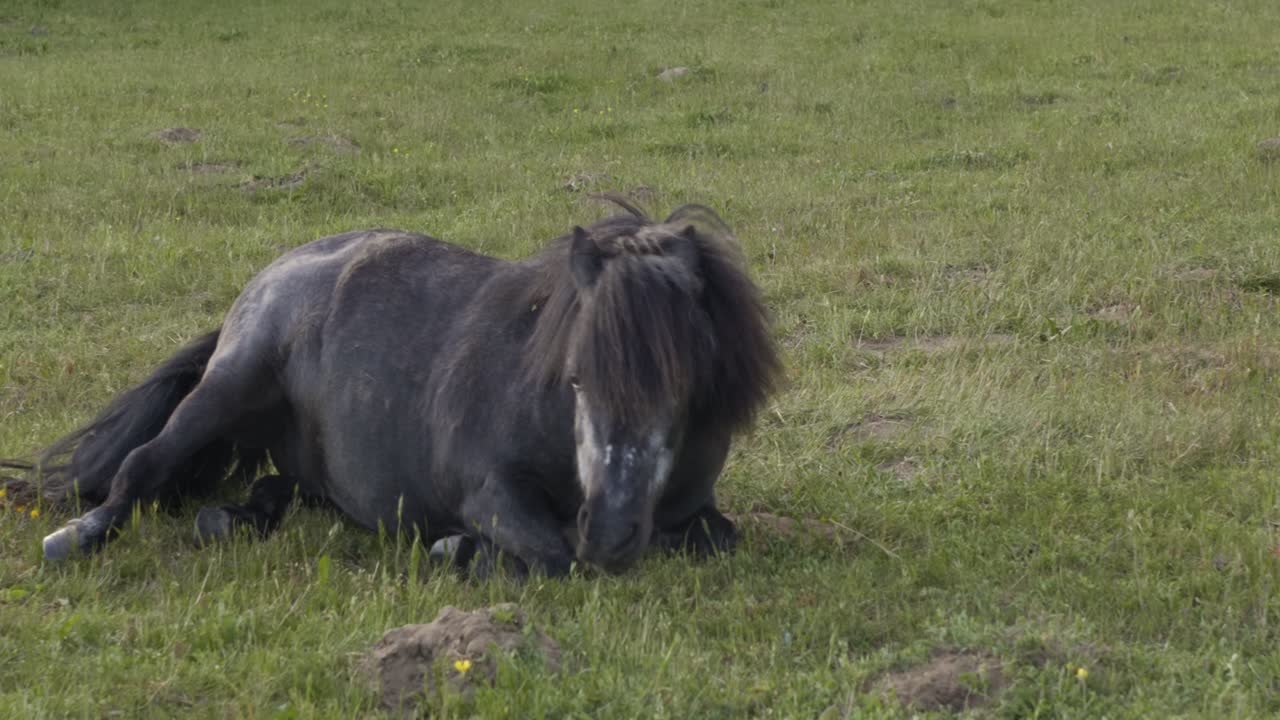 joven caballo negro juguetón rodando en la hierba y comiéndoselo en un campo con un caballo blanco en el fondo, tiro amplio apretado de mano