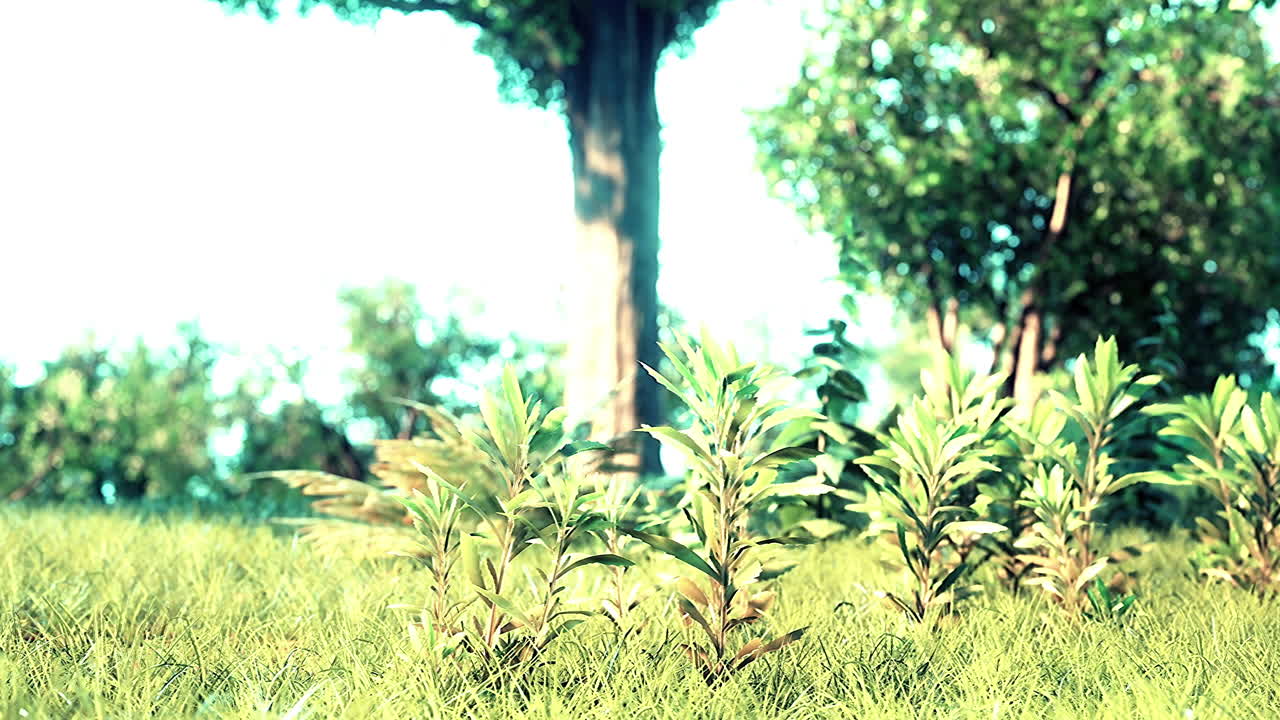 아름다운 여름 공원에서 해가 뜨는 광선