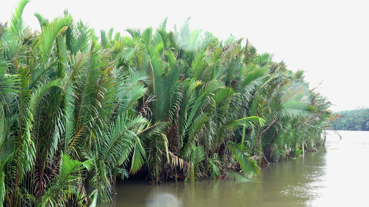 las plantas de palma bordean la orilla del río seconyer.