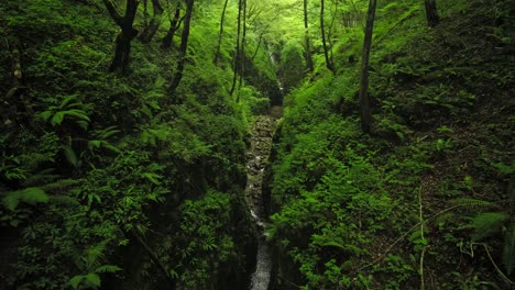 arroyo del río con una cascada en el fondo que fluye a través del bosque de la selva verde