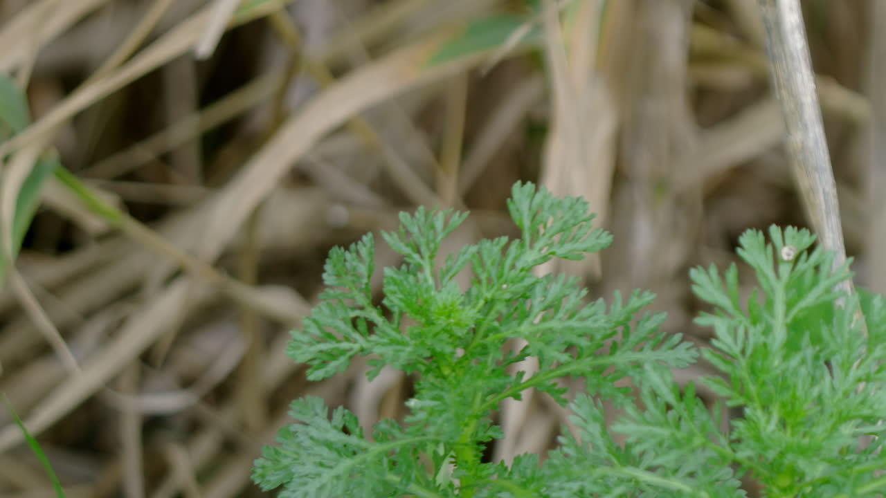 Close up of a wild plant.