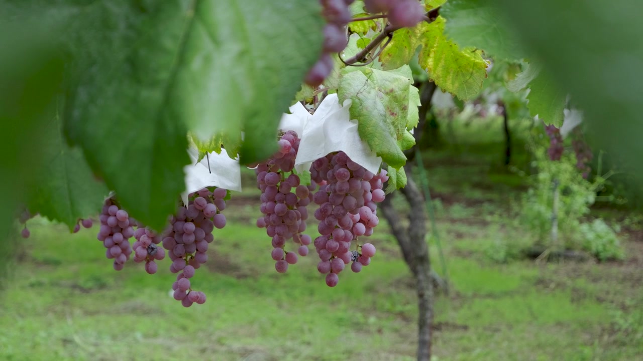 Grappolo d'uva viola che cresce sulla vite in un giardino giapponese