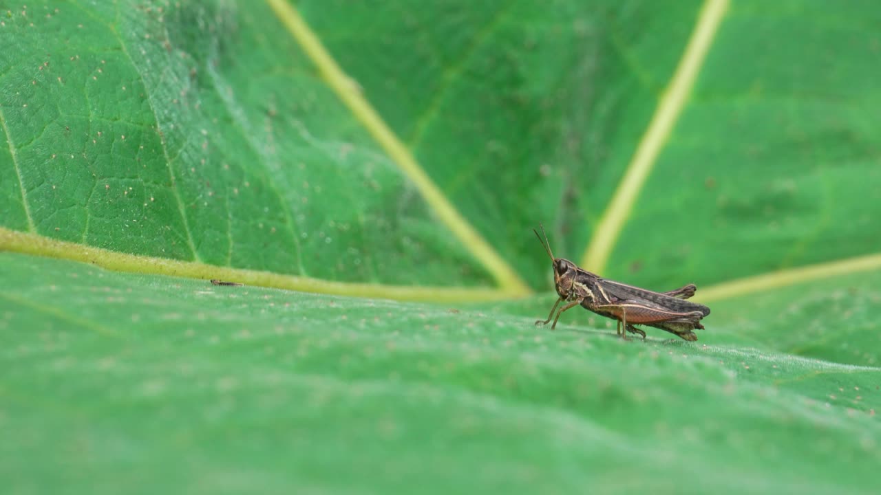 Close-up handheld shot of a grasshopper resting on a large green Amazonian leaf.