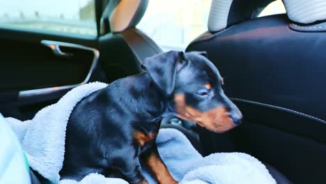 miniature pinscher puppy sits wrapped in blanket inside car, attentively gazing