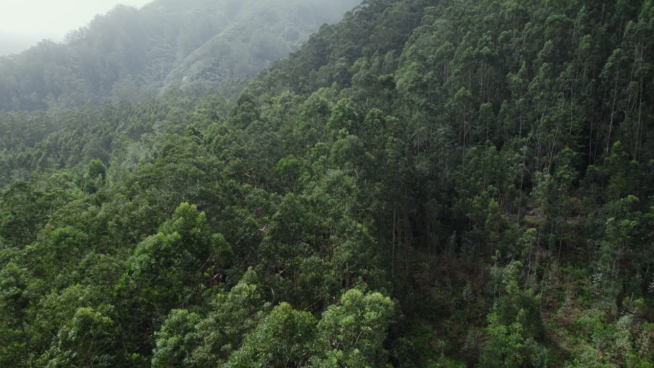 bosque de montaña con niebla
