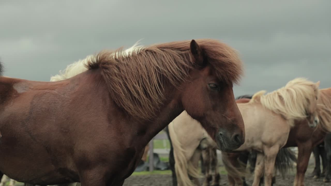 la melena del caballo sopla con el viento en islandia