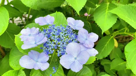 it became hydrangea flowering season