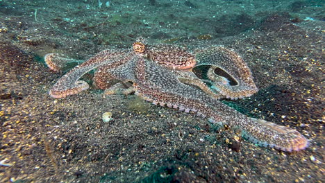 Pulpo-De-Brazo-Largo-Se-Mueve-Hacia-La-Cámara-Hurgando-Con-Sus-Tentáculos-En-La-Arena-En-Busca-De-Comida