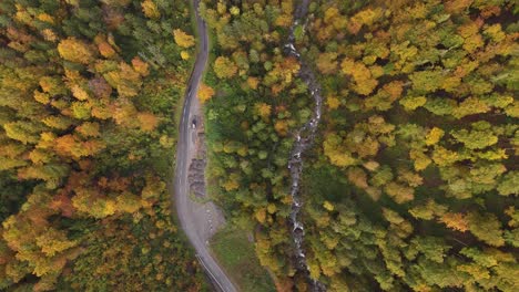 nature autumn fall color multicolor tree foliage canopy empty road scenic ride