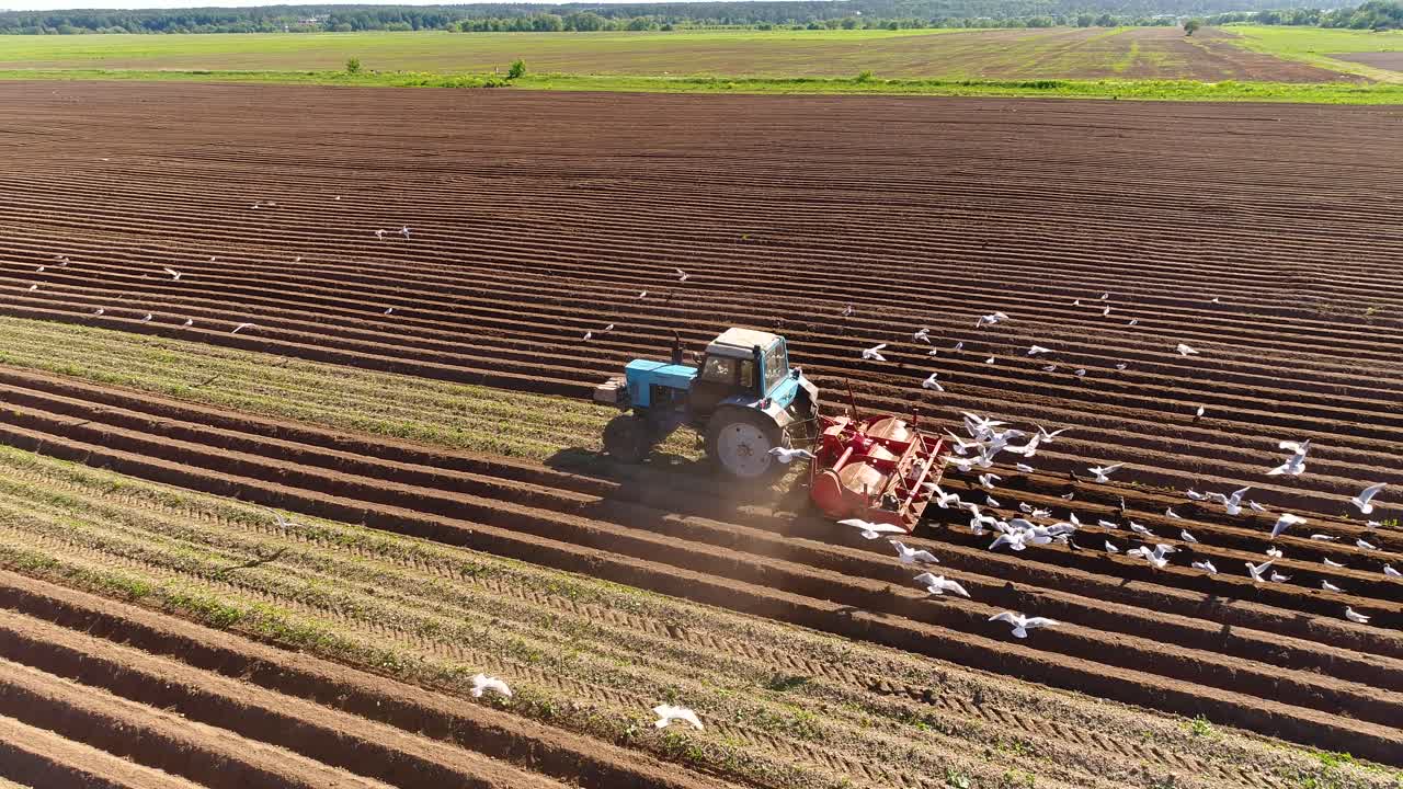 los pájaros hambrientos están volando detrás del tractor, y comen grano de la tierra cultivable.