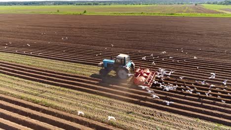 agricultural work on a tractor farmer sows grain. hungry birds are flying behind the tractor, and eat grain from the arable land.