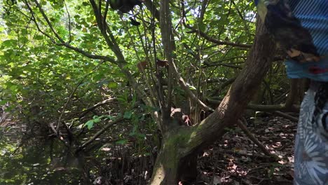 fisherman in mangrove fishing rod