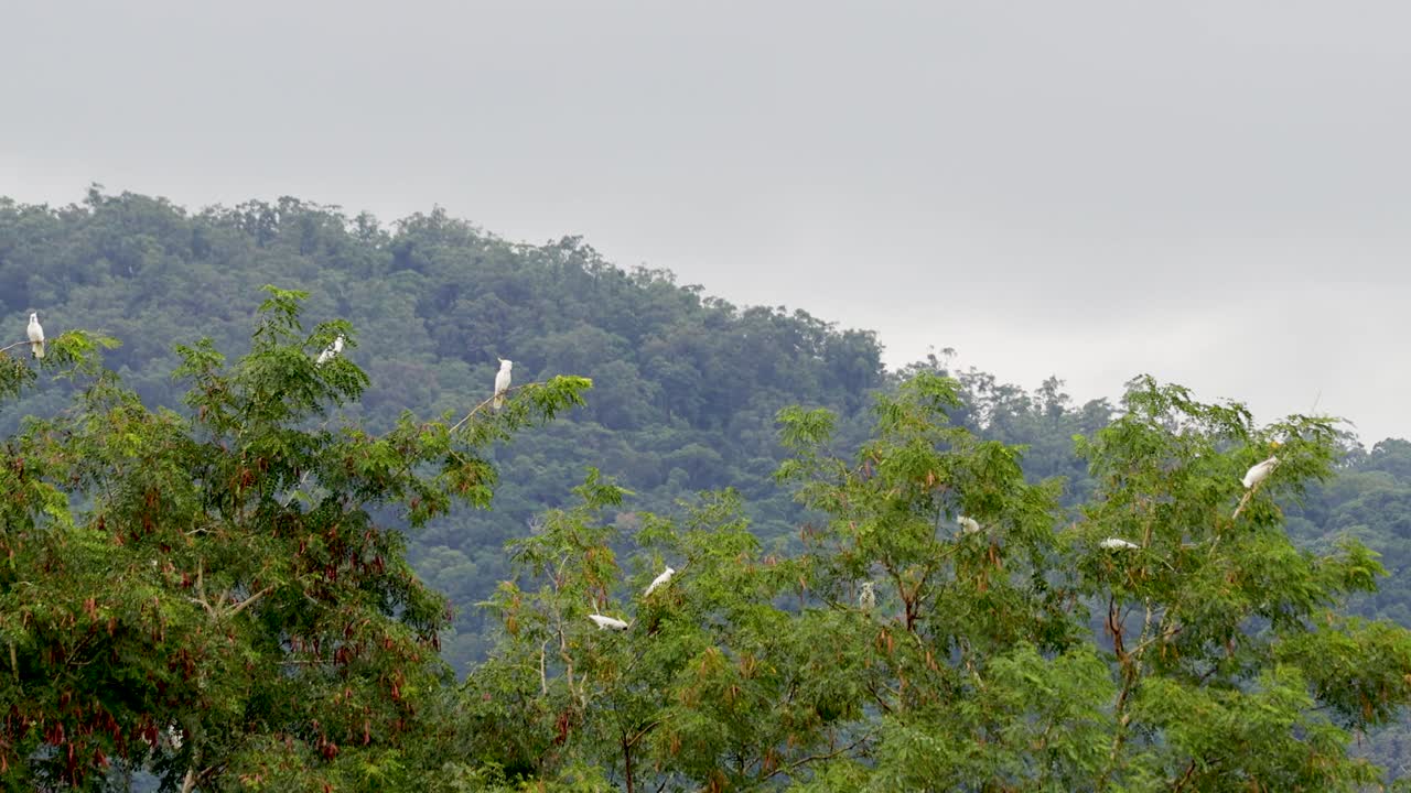 Flock of Sulphur-crested Cockatoos resting in lush treetops, overcast daylight, steady wide shot