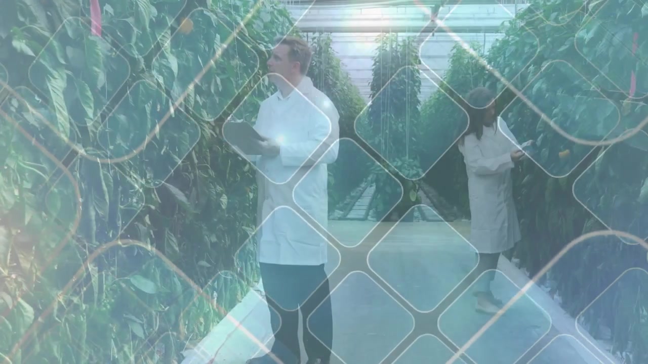 Researchers entering greenhouse scanning foliage, making animated chart tracking crop health