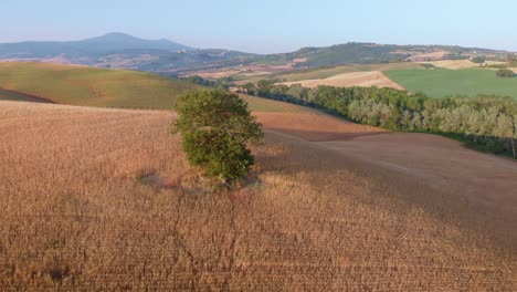 Antenne-über-Baum-Orcia-Tal-In-Der-Toskana-Italien